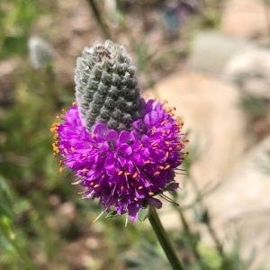 purple prairie clover