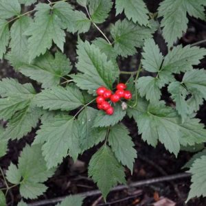 red baneberry