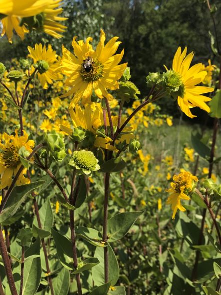 rosinweed