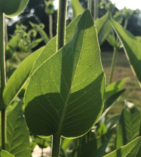 Rosin Weed, Silphium Integrifolium - Image 2