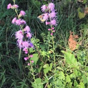 rough blazing star