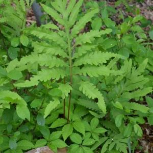 sensitive fern
