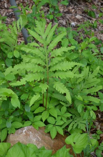 sensitive fern