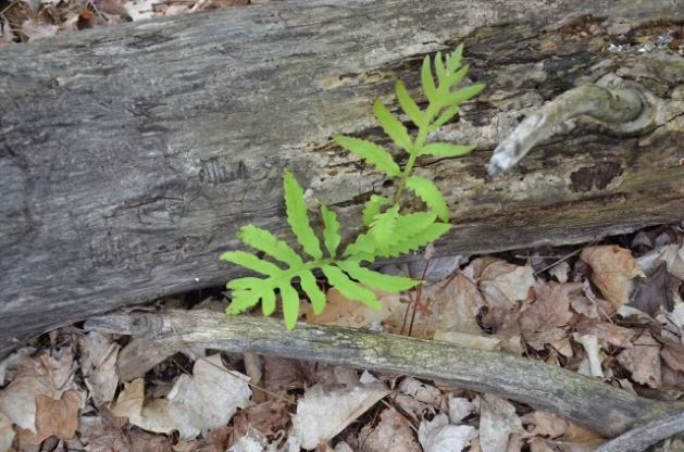 Sensitive Fern, Onoclea Sensibilis - Image 2