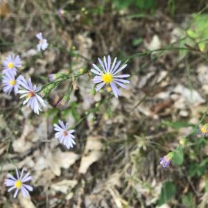 sky blue aster