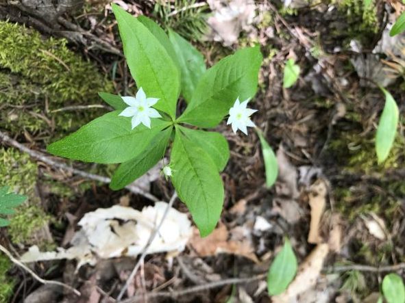 star flower