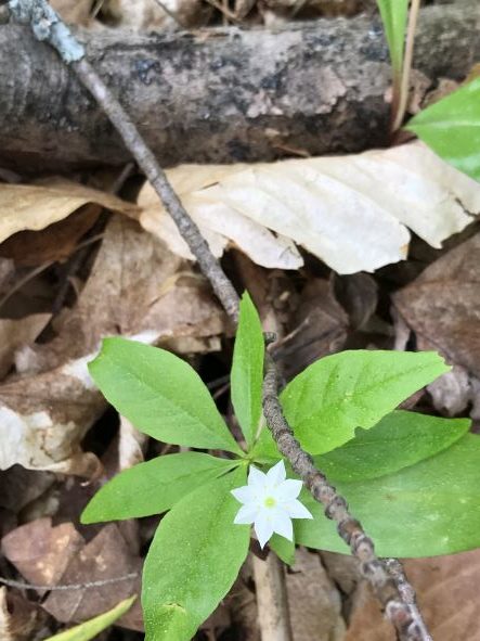 Star Flower, Trientalis Borealis - Image 3