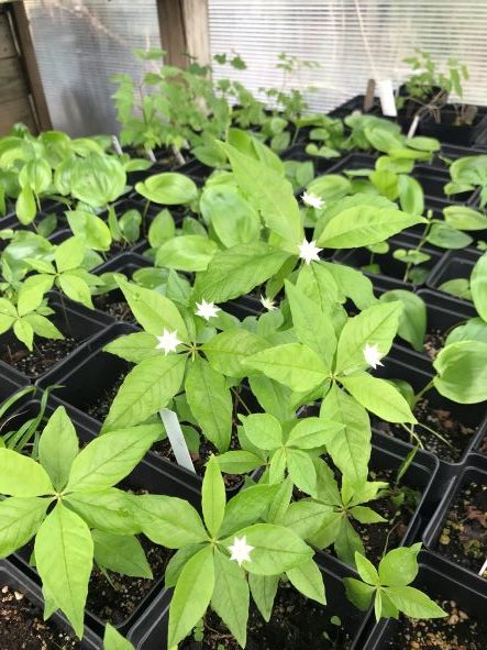 Star Flower, Trientalis Borealis - Image 2