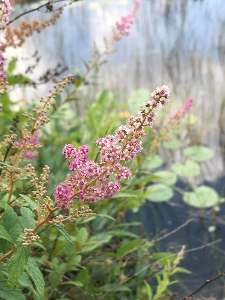 steeplebush