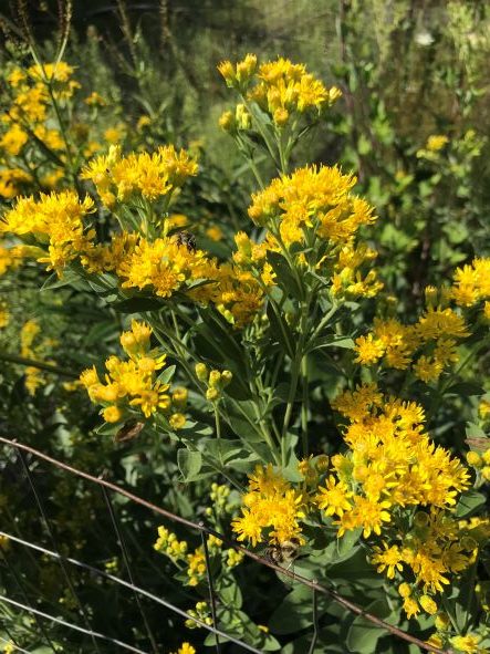 Stiff Goldenrod, Solidago Rigida - Image 2