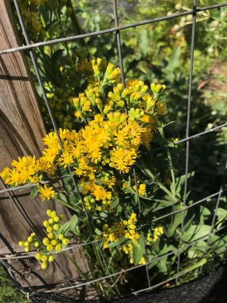 stiff goldenrod