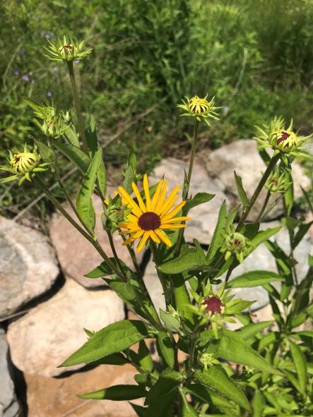 Sweet Black-eyed Susan, Rudbeckia Subtomentosa - Image 3