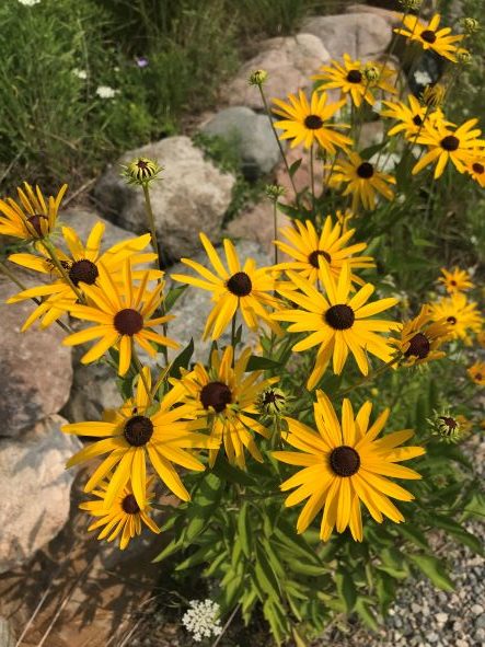 sweet black eyed susan
