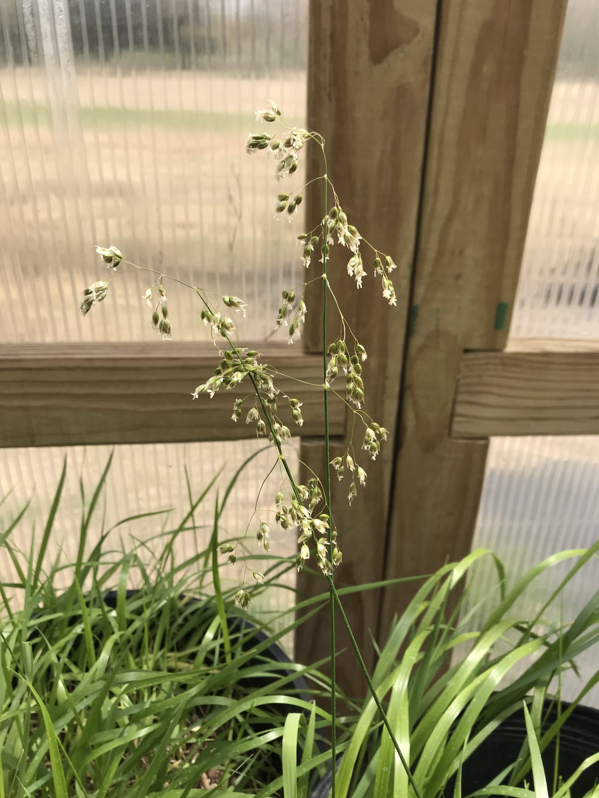 sweet grass