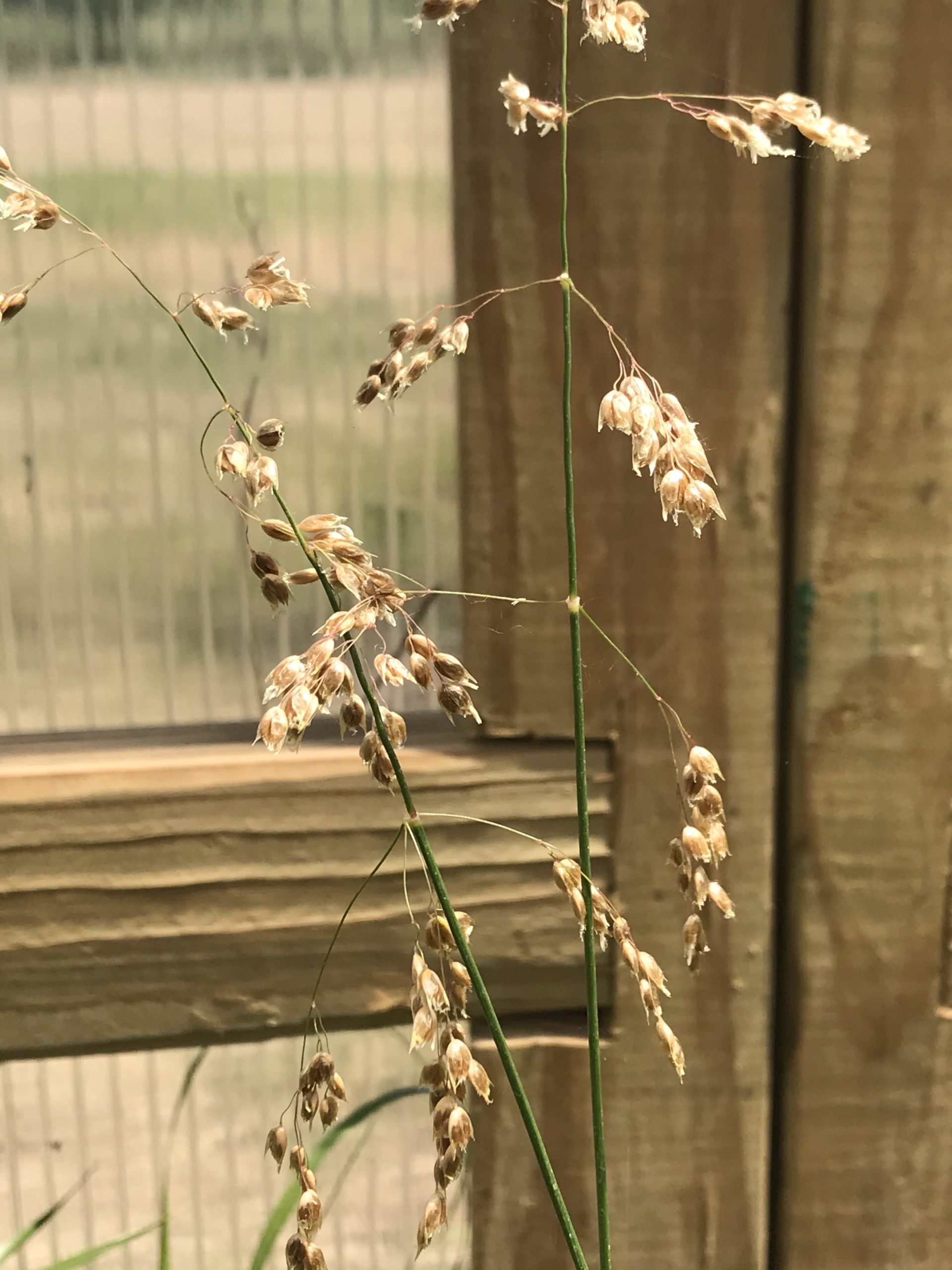 Sweet Grass, Athoxanthum Hirtum - Image 2