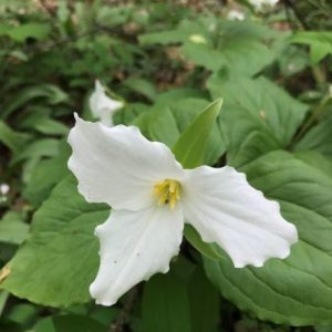 white trillium