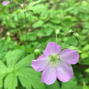 wild geranium