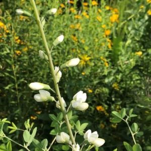 wild white indigo