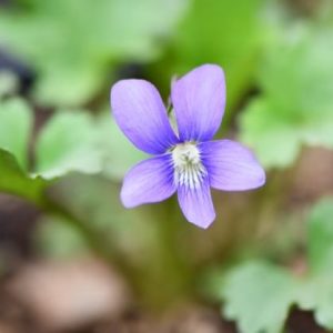 wood violet
